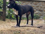 Donne chien Staffordshire Bull Terrier