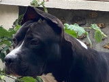 Donne chien Staffordshire Bull Terrier