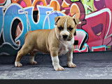 Chiot de race American Staffordshire Terrier femelle à vendre