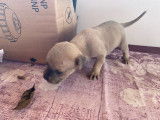 Chiots de type Cane Corso à vendre (4 femelles & 5 mâles)