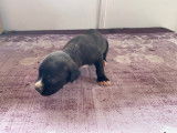Chiots de type Cane Corso à vendre (4 femelles & 5 mâles)