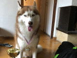 Husky Siberien LOF pour saillie