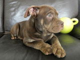 Magnifiques Chiots American Bully 100% Pocket FBKC lignées Bonaparte Louis V Razors Edge