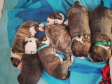1 chiot American Bully à vendre (1 Mâle)