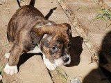 1 chiot American Bully à vendre (1 Mâle)