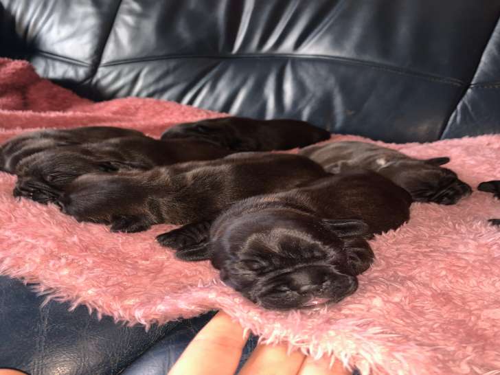 Magnifiques chiots Bouledogues Français à vendre