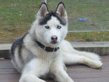 Husky Siberien LOF de 4 ans pour saillie