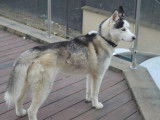 Husky Siberien LOF de 4 ans pour saillie