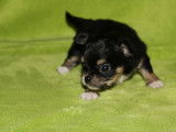 Chiots Chihuahua &agrave; poil long m&acirc;les LOF &agrave; vendre