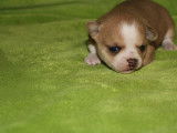 Chihuahua à poil court à réserver dont 2 miniatures