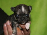 Chihuahua à poil court à réserver dont 2 miniatures