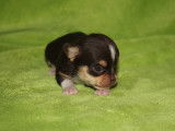 Chihuahua à poil court à réserver dont 2 miniatures