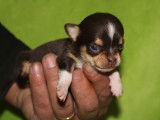 Chihuahua à poil court à réserver dont 2 miniatures