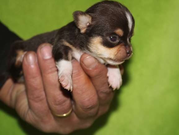 Chihuahua à poil court à réserver dont 2 miniatures