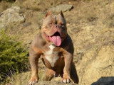 Chiots American Bully ABKC à réserver