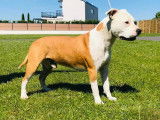 De race American Staffordshire Terrier disponible pour saillie