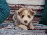 Chiots Pomsky F3 de parents américains à vendre