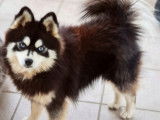 Chiots Pomsky F3 de parents américains à vendre