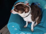 De race Chihuahua disponible pour saillie