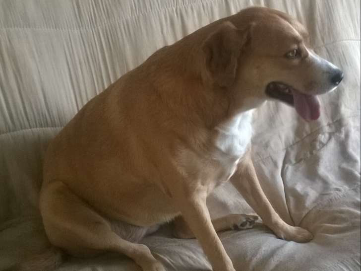 Donne adorable croisé Labrador