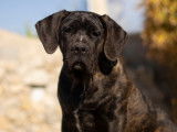 Femelle Cane Corso LOF &agrave; vendre