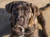 Femelle Cane Corso LOF &agrave; vendre