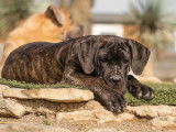 Femelle Cane Corso LOF &agrave; vendre