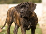 Femelle Cane Corso LOF &agrave; vendre