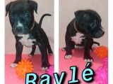 Chiots American Staffordshire Terrier à vendre