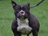 Chiots American Bully pocket disponible de suite