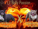 Chiots American Bully pocket disponible de suite