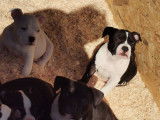 Chiots American Bully pocket disponible de suite