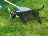Chiots American Bully pocket disponible de suite
