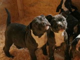 Chiots American Bully pocket disponible de suite
