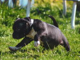 Chiots American Bully pocket disponible de suite