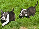 Chiots American Bully pocket disponible de suite