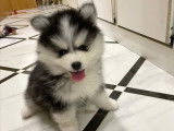 Chiot Pomsky F2 mâle à vendre