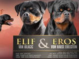 A r&eacute;server chiots Rottweiler LOF