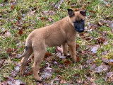 Chiots Malinois LOF de lignée travail à vendre