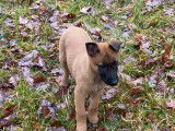 Chiots Malinois LOF de lignée travail à vendre
