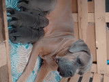 Chiots de type Cane Corso à vendre (6 femelles & 4 mâles)