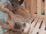 Chiots de type Cane Corso à vendre (6 femelles & 4 mâles)