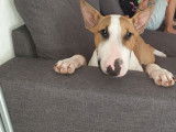 De race Bull Terrier disponible pour saillie
