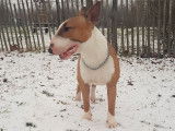 De race Bull Terrier disponible pour saillie
