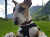 De race Bull Terrier disponible pour saillie