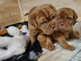 Chiots de race Dogue de Bordeaux à vendre (2 femelles)