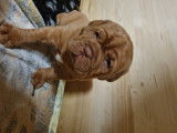 Chiots de race Dogue de Bordeaux à vendre (2 femelles)