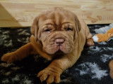 Chiots de race Dogue de Bordeaux à vendre (2 femelles)