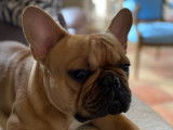 Bouledogue Français fauve pour saillie