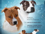 A r&eacute;server 4 femelles American Staffordshire Terrier LOF